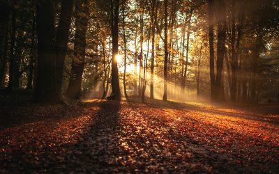 Newsletter Autumn 2025