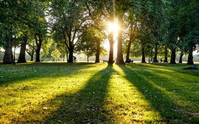 Newsletter Summer 2025