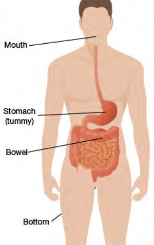 bowel-diagram