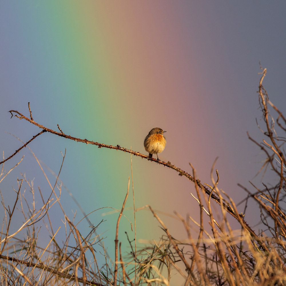 robin-perched-in-front-of-rainbow
