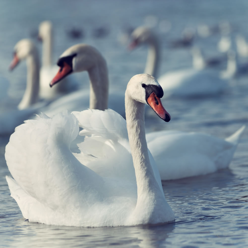 swans on a lake