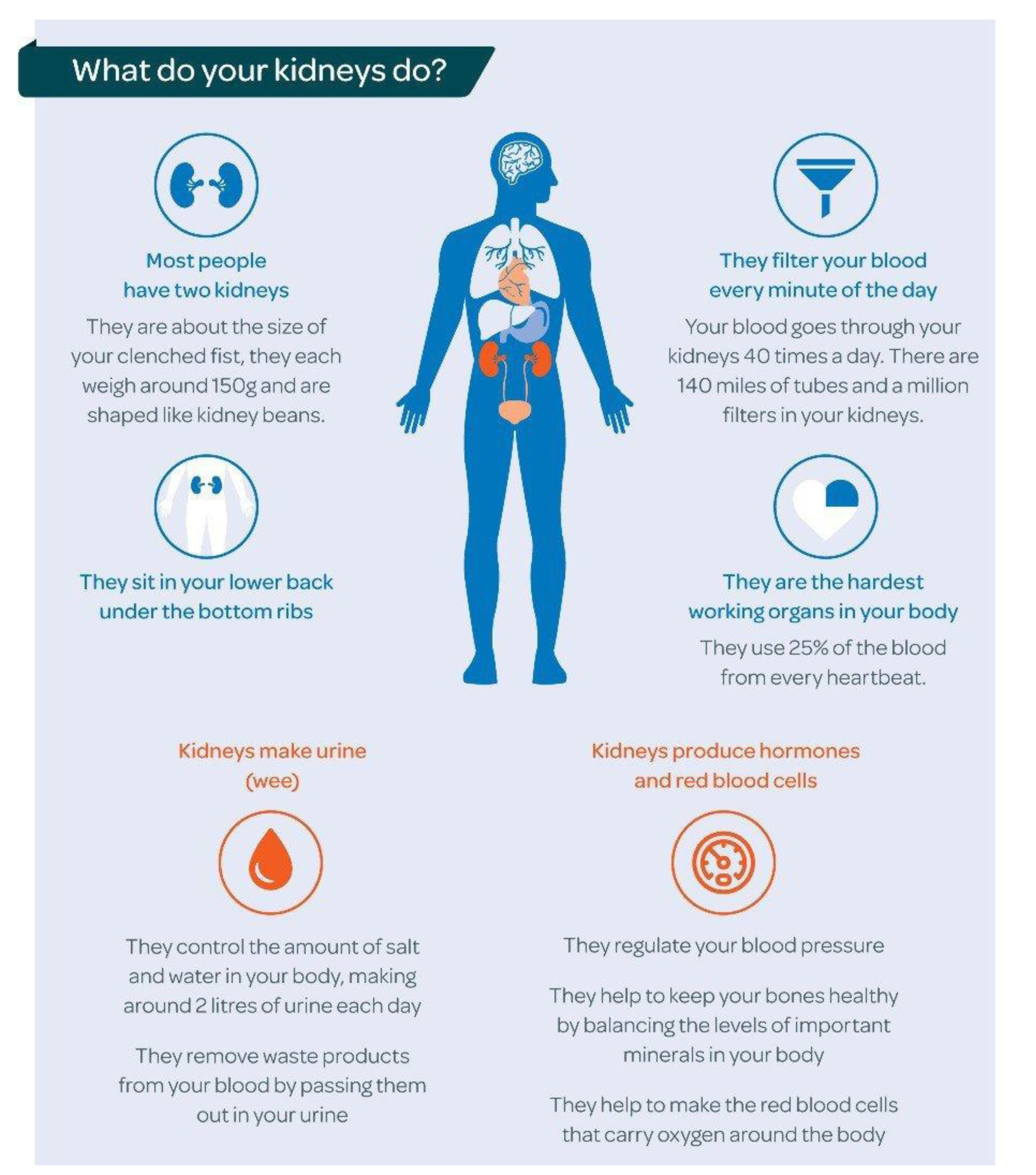 what-do-your-kidneys do